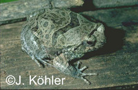 : Eupemphix nattereri