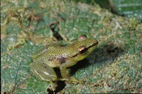 : Guibemantis punctatus