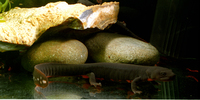 : Pachytriton labiatus; Spotless Stout Newt