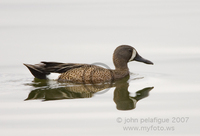 : Anas discors; Blue-winged Teal