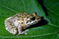 : Strongylopus grayii; Gray's Stream Frog