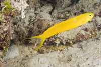 : Plagiotremus laudandus; Fijian Fangblenny