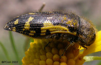 : Acmaeodera pulchella; Yellow-marked Buprestid;