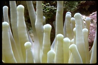 : Condylactis gigantea; Giant Caribbean Sea Anemone