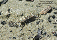 : Ocypodae sp.; Ghost Crab