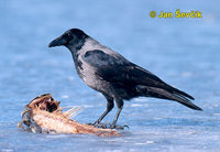Photo of vrána obecná, Corvus corone, Carrion Crow, Rabenkrahe.