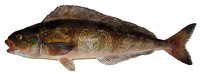 Pleurogrammus azonus, Okhostk atka mackerel: fisheries, aquaculture