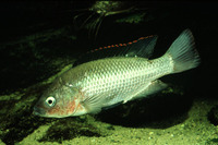Oreochromis esculentus, Singida tilapia: fisheries, aquaculture