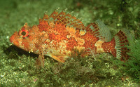 Scorpaena maderensis, Madeira rockfish: fisheries