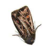 Image of: Noctuidae (cutworms, dagger moths, noctuid moths, owlet moths, and underwings)