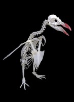 Eudyptes schlegeli - Royal Penguin