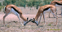 Antidorcas marsupialis - Springbok