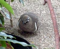 Image of: Geophaps scripta (squatter pigeon)
