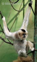 Hylobates gabriellae - Yellow-cheeked Gibbon