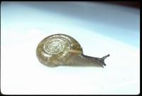 Image of: Haplotrema concavum (flat-disc snail)