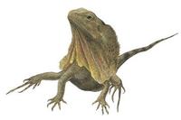 Image of: Chlamydosaurus kingii (frillneck lizard)