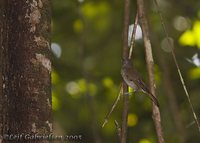 Sooty-capped Babbler - Malacopteron affine