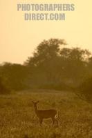 puku antelope at dawn stock photo