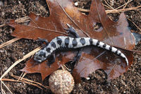: Ambystoma opacum; Marbled Salamander