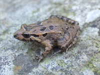 : Discoglossus galganoi jeanne; Iberian Painted Frog