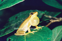 : Hypsiboas buriti; Pajamas Tree Frog