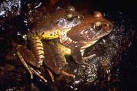 : Mixophyes fleayi; Fleays Barred-Frog