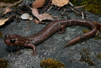 : Plethodon stormi; Siskiyou Mountains Salamander