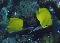 : Forcipinger longirostris; Big Long-nosed Butterflyfish