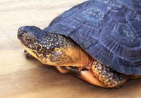 ...ingii (hybrid); Wood Turtle X Blanding's Turtle Hybrid