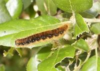 : Malacosoma californicum; Western Tent Caterpillar;