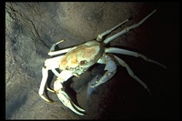 : Chaceon fenneri; Golden Crab