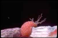 : Lissothuria nutriens; Red Sea Cucumber