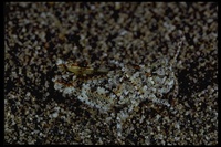 : Trimeritropis helferi; Speckled Sand Grasshopper