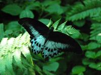 Papilio polymnestor - Blue Mormon