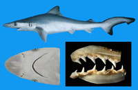 Rhizoprionodon longurio, Pacific sharpnose shark: fisheries