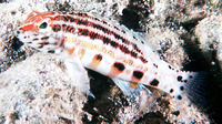 Serranus baldwini, Lantern bass: aquarium