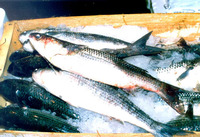 Liza ramado, Thinlip mullet: fisheries, aquaculture, gamefish