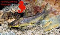 Arius heudelotii, Smoothmouth sea catfish: fisheries