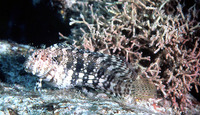 Salarias fasciatus, Jewelled blenny: fisheries, aquarium