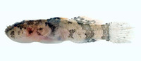 Callogobius sclateri, Pacific goby: