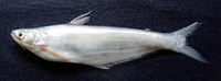 Ompok pabo, Pabo catfish: fisheries