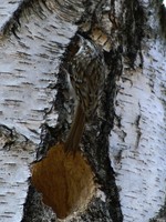 Certhia familiaris - Treecreeper