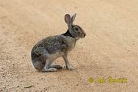 Lepus nigricollis - Indian Hare
