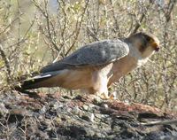 Barbary Falcon - Falco pelegrinoides