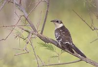 Great Spotted Cuckoo (Clamator glandarius) photo