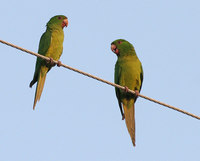 Green Parakeet - Aratinga holochlora
