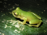 : Pristimantis moro