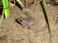 : Pseudopaludicola falcipes; Hensels Swamp Frog