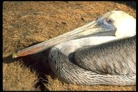 : Pelecanus occidentalis californicus; California Brown Pelican