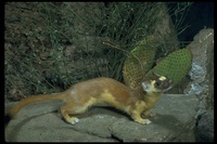 : Mustela frenata; Long-tailed Weasel